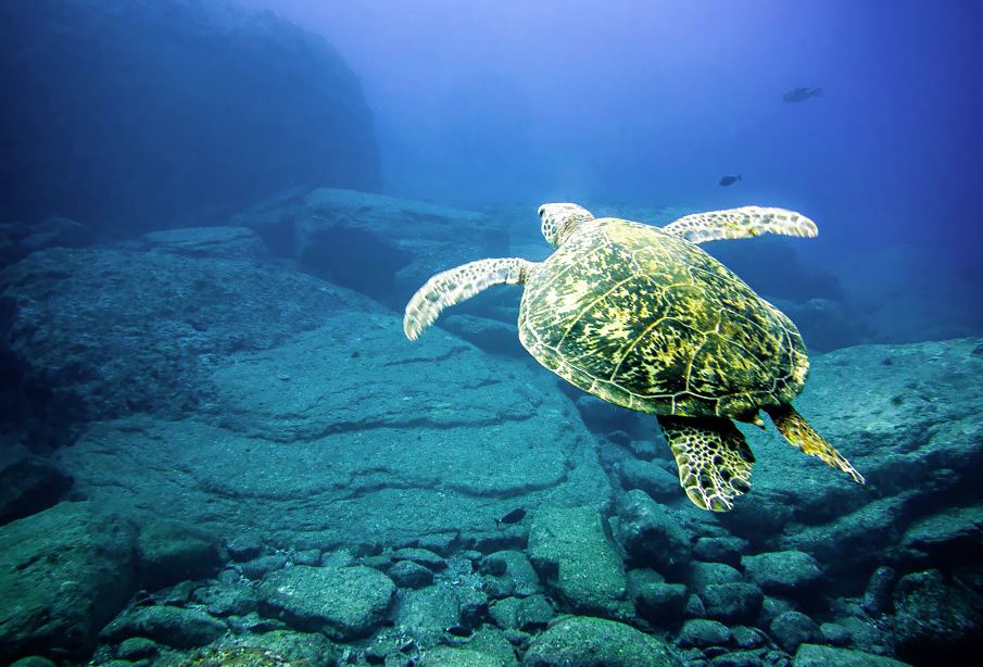 tortugas acuaticas en japon