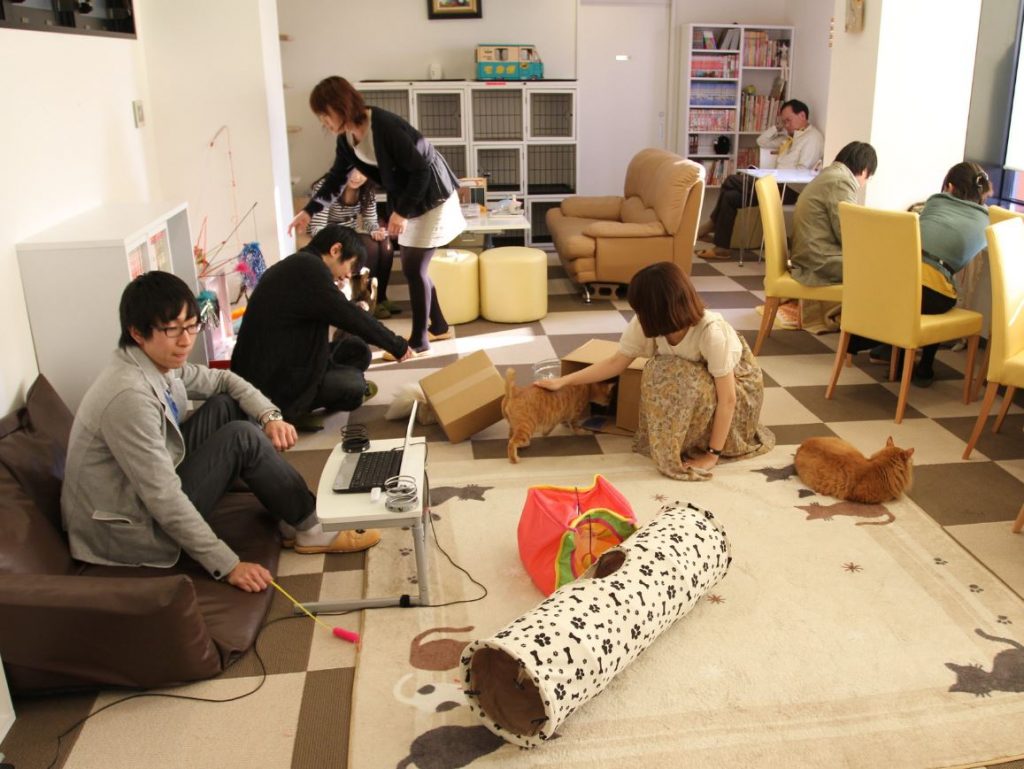 neko cafe en japon