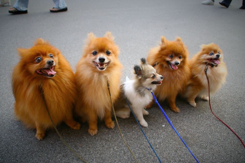 paseador de perros en japon