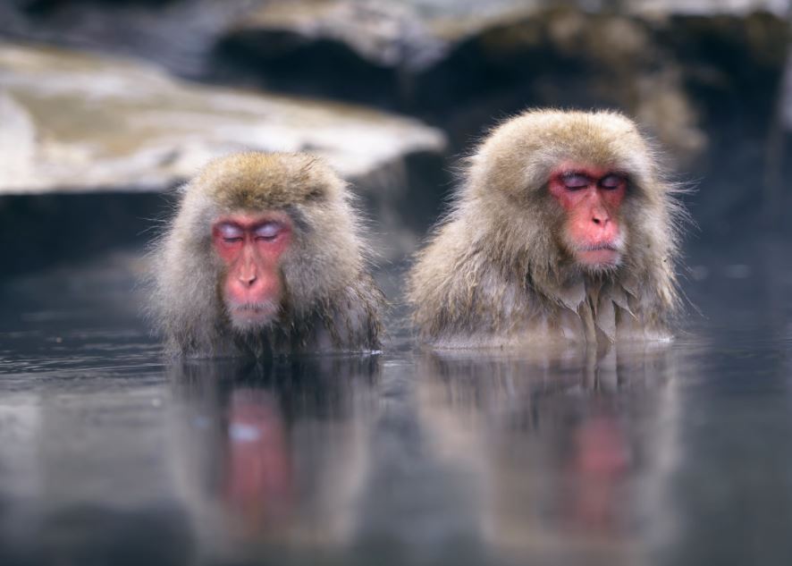 donde ver monos japoneses donde ver monos japoneses