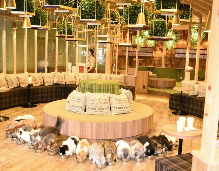 Los 12 Mejores Cafés de Gatos en Tokio ⇒ 【Únicos】 ⛩️