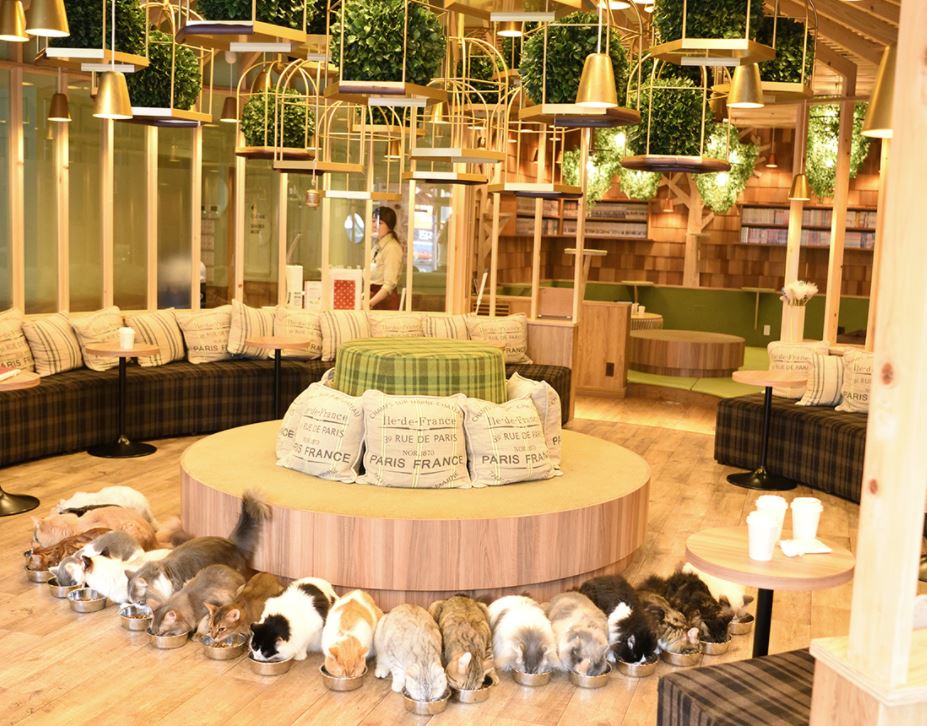 rosado Hazme Aprendizaje ▷ Los 12 Mejores Cafés de Gatos en Tokio ⇒ 【Únicos】 ⛩️