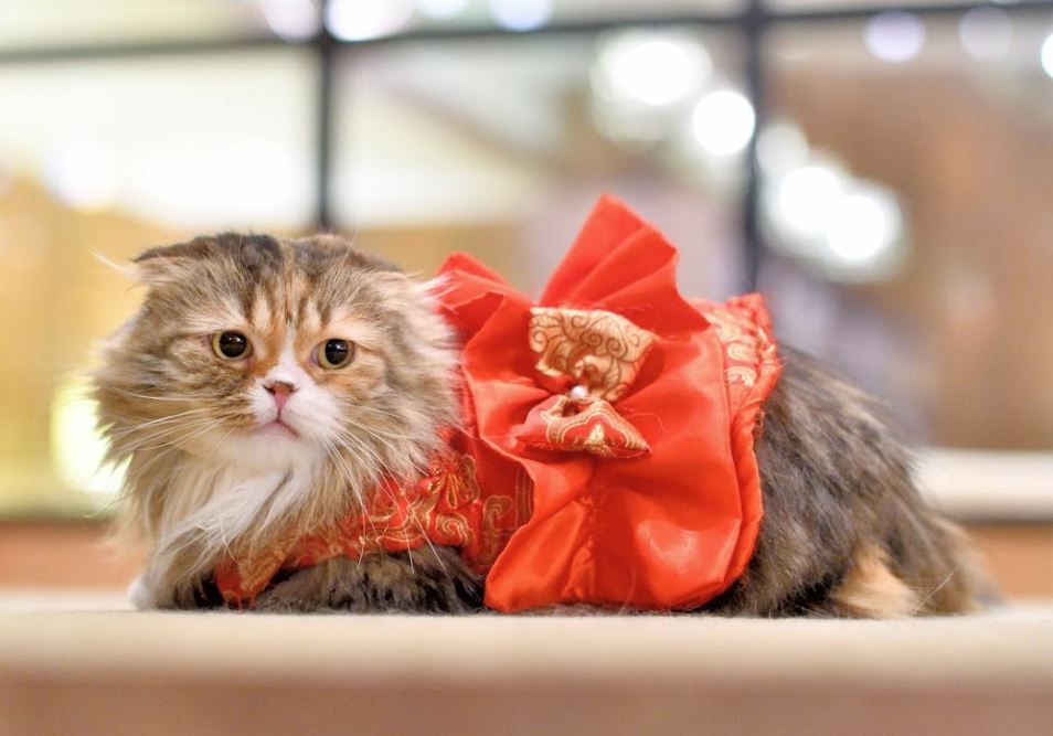 Cat Cafe MoCHA Lounge ikebukuro