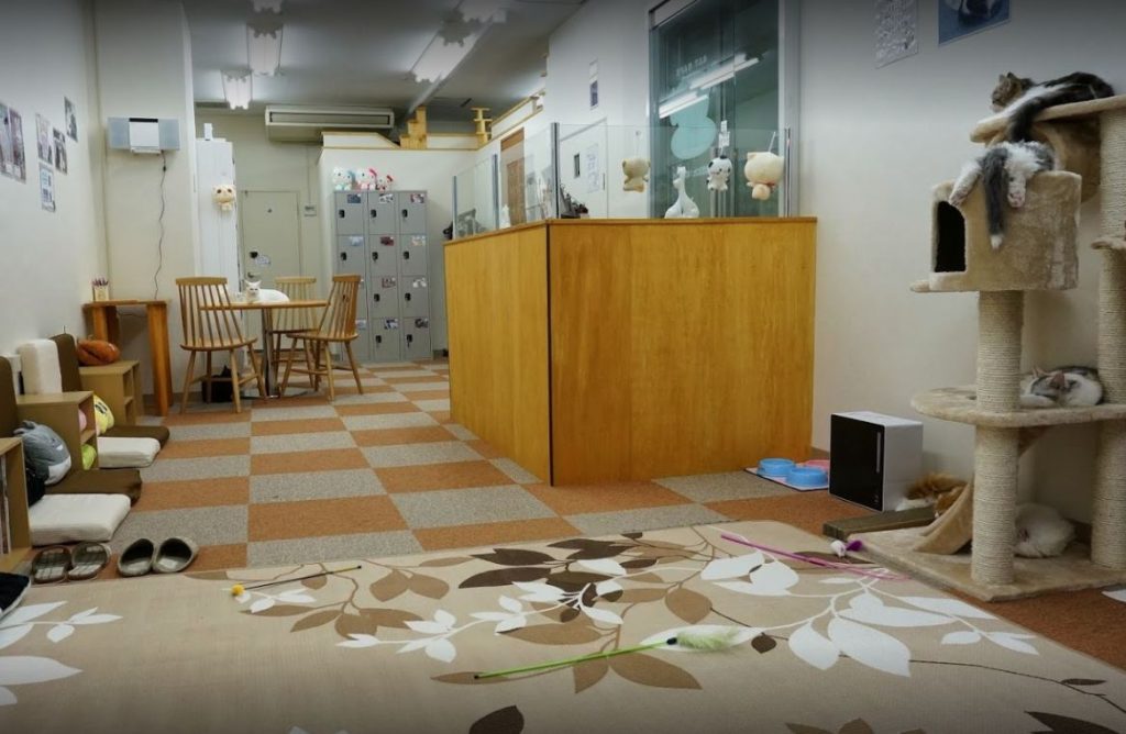Cat Cafe Nyankoto tokyo