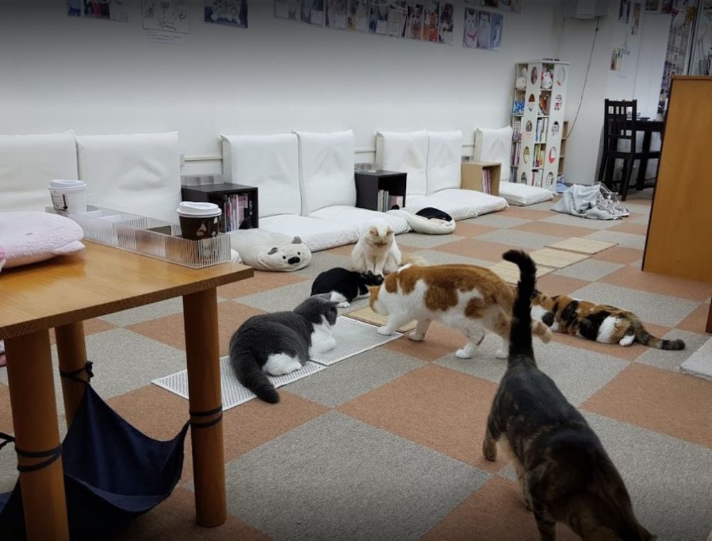 cafe de gatos japon