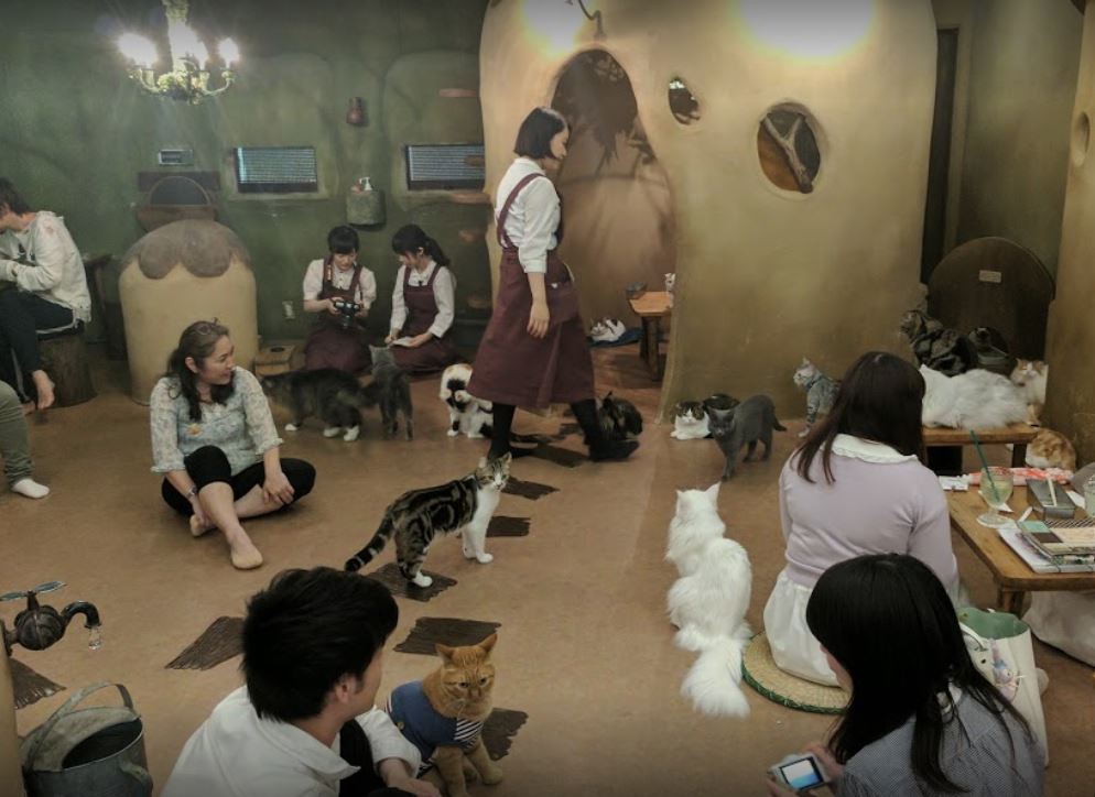 cafes con gatos en japon