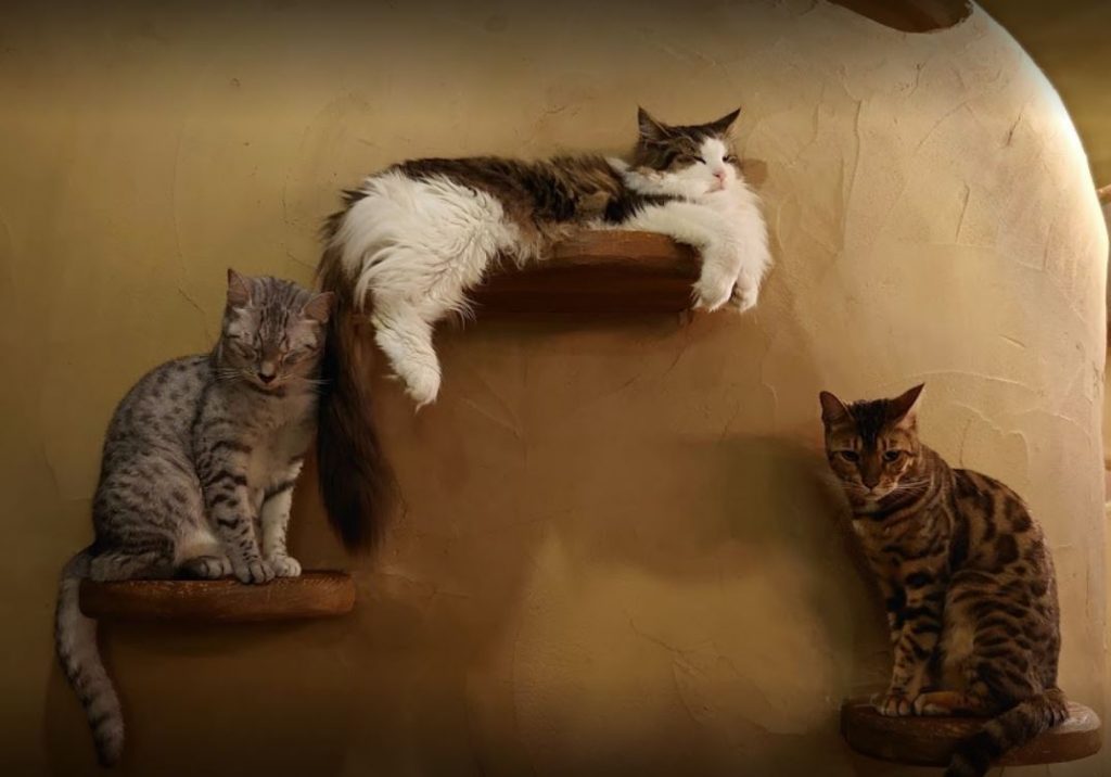 cafes de gatos en japon