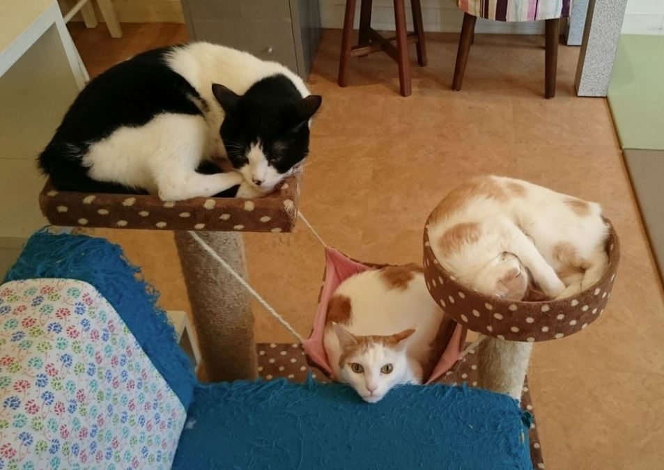 cafes de gatos en tokio japon