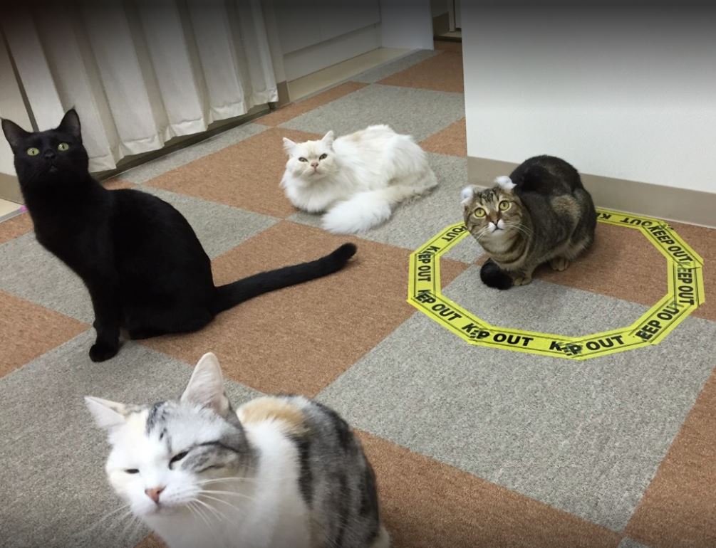 cafeteria de gatos en japon