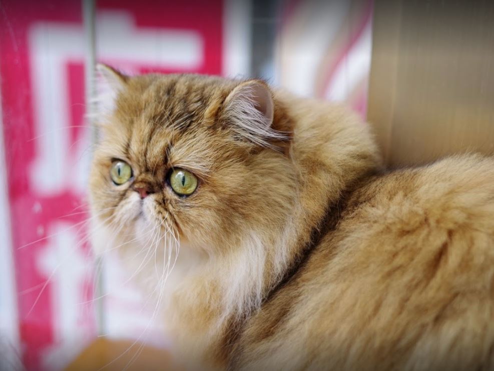 cafeteria de gatos japon