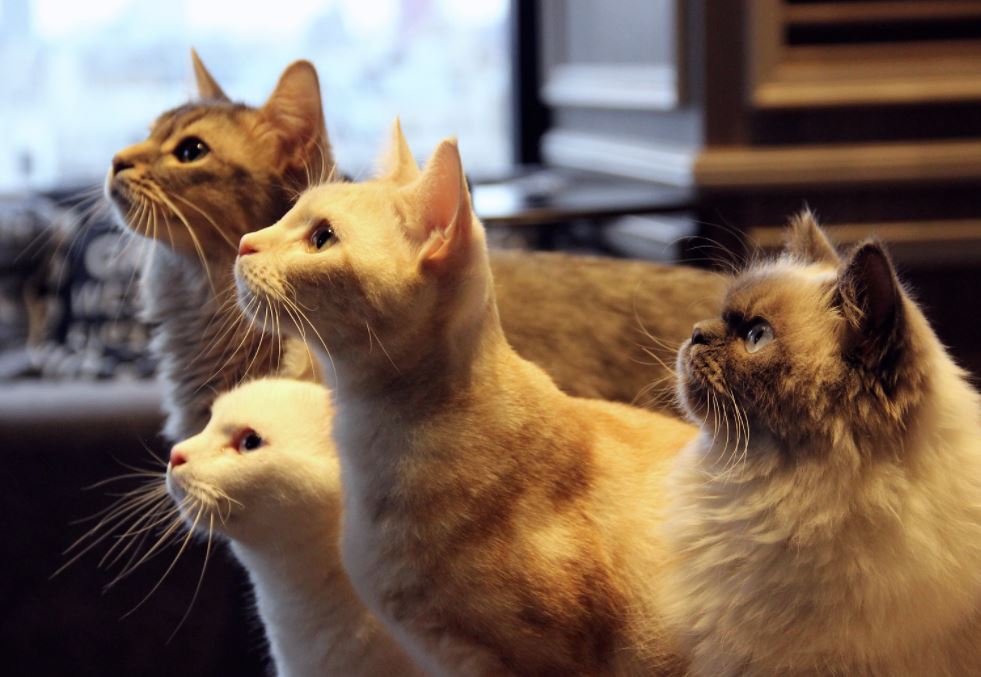 cafeterias con gatos en japon