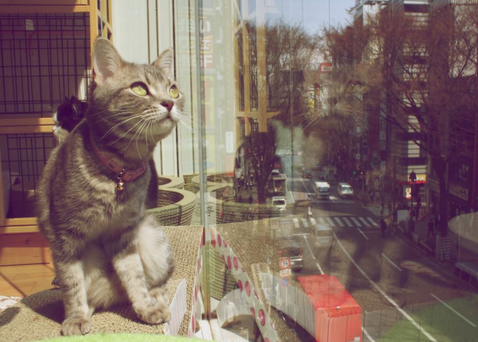 cafeterias de gatos en japon