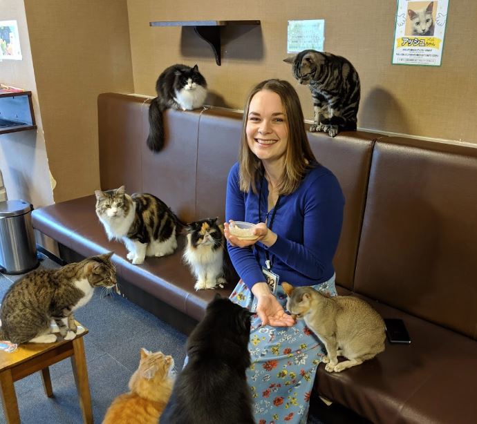 cafeterías con gatos en japon