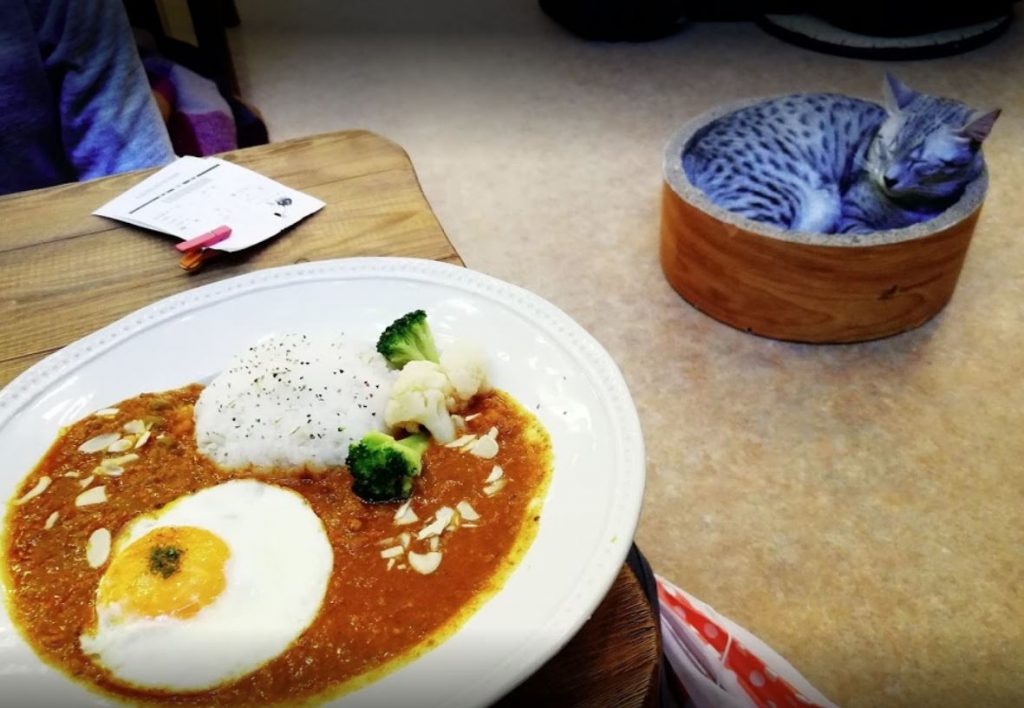 cafeterías de gatos japonesas