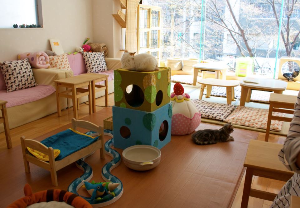 café con gatos en tokio japon