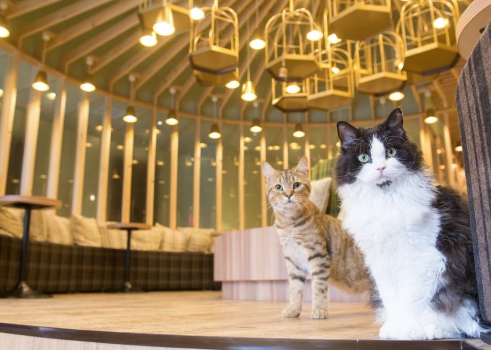 café de gatos en tokio