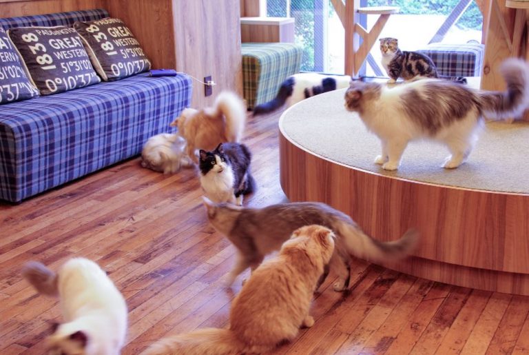 Los 12 Mejores Cafés de Gatos en Tokio ⇒ 【Únicos】 ⛩️