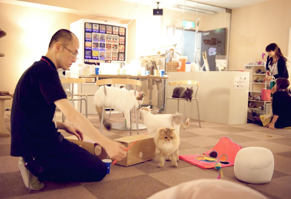 cat cafe nekorobi tokyo - japon alternativo