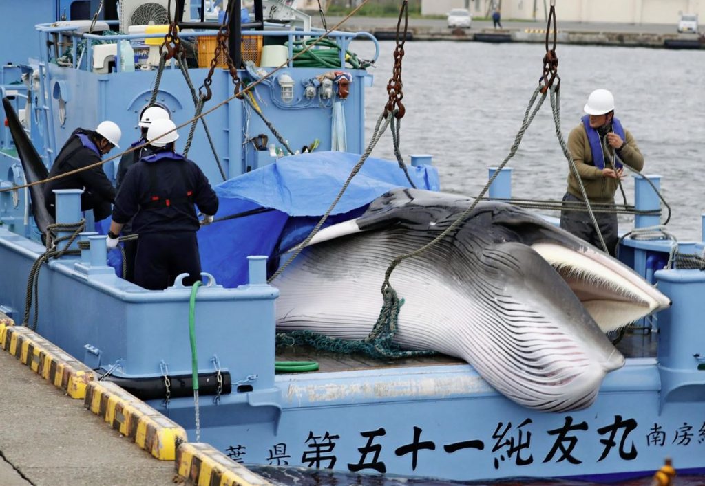 caza de ballenas en japon