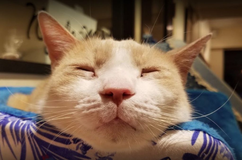 gato japones durmiendo