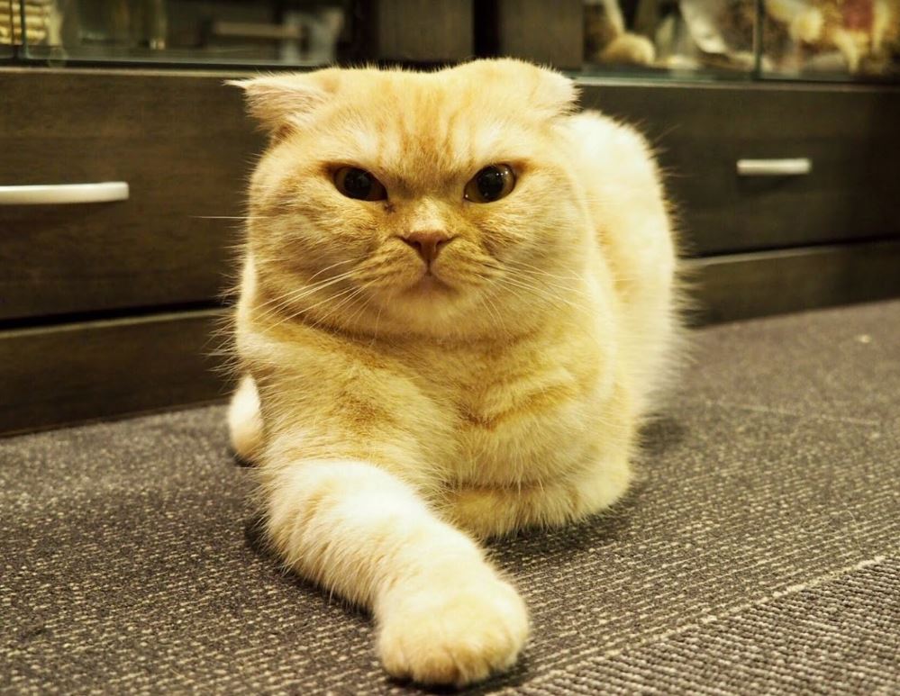 gatos japoneses razas