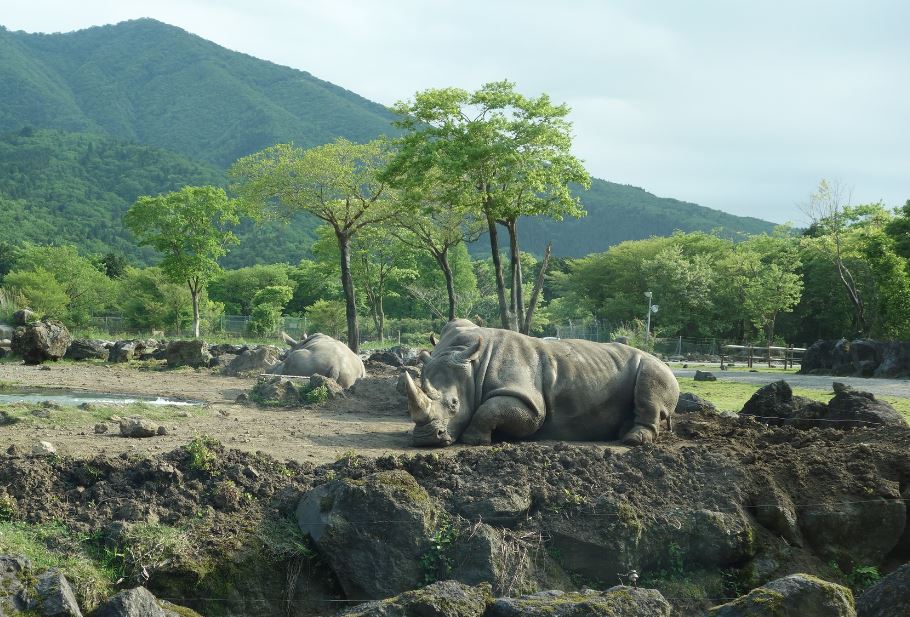 hipopotamo en fuji safari park japon