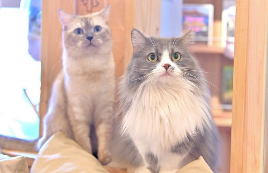 los gatos mas bonitos del mundo