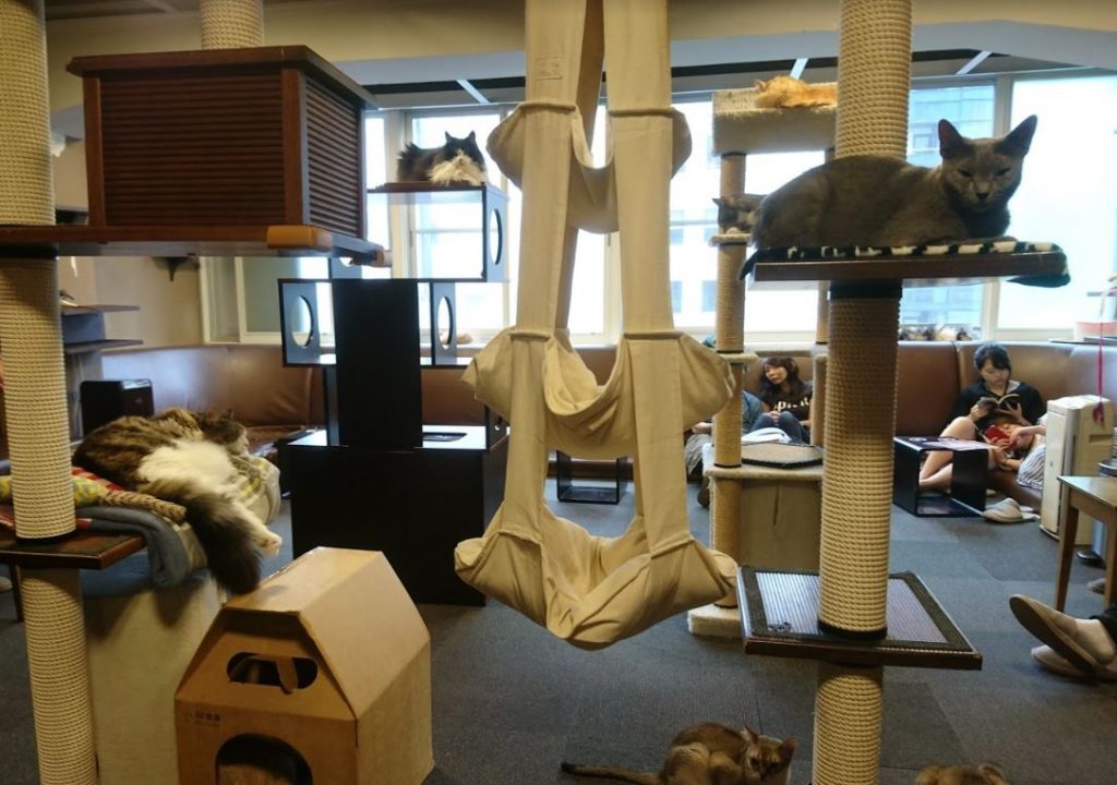 mejor cafeteria de gatos en tokio