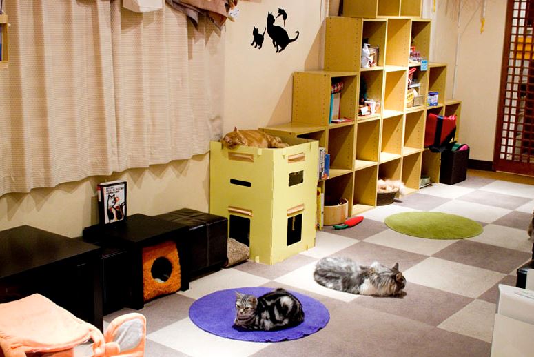 mejores cafes con gatos de tokio japon