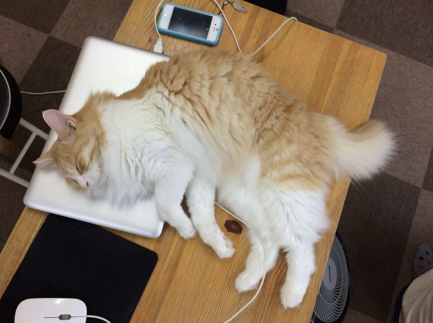 mejores cafes de gatos en japon