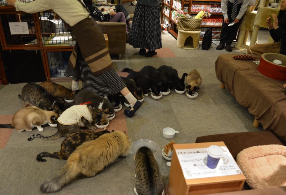 mejores cafeterias de gatos en japon