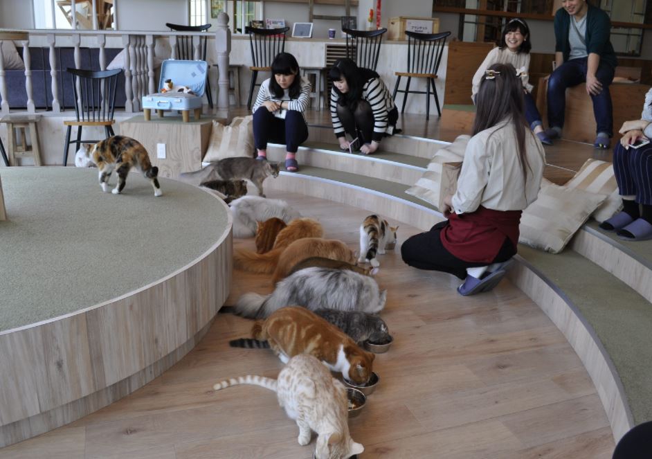 mejores cafeterías de gatos en japon