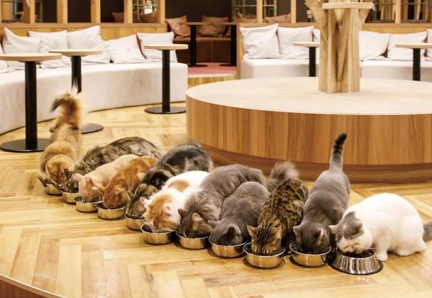 neko cafe bueno barato bonito