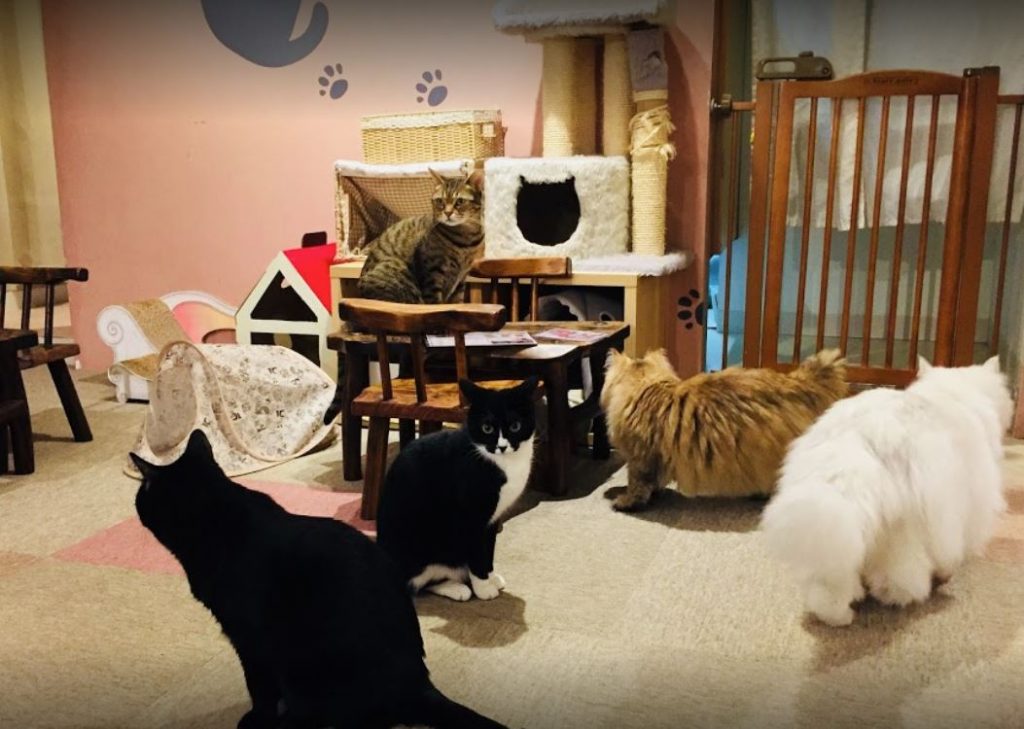neko cafe en tokio japon
