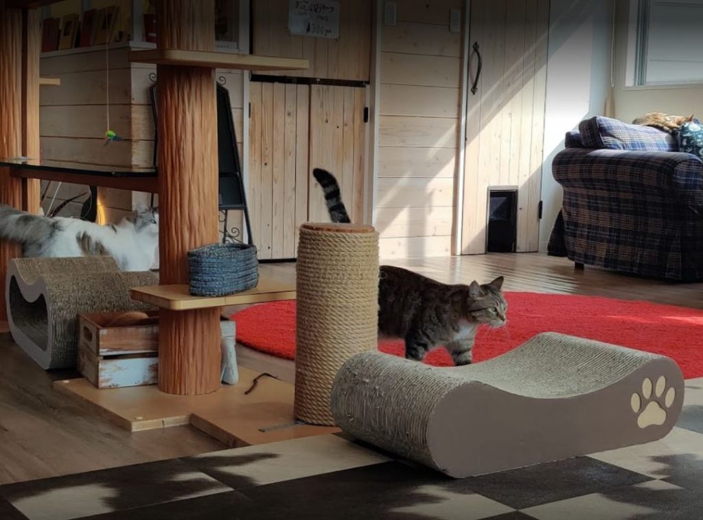 neko cafe en tokio monta