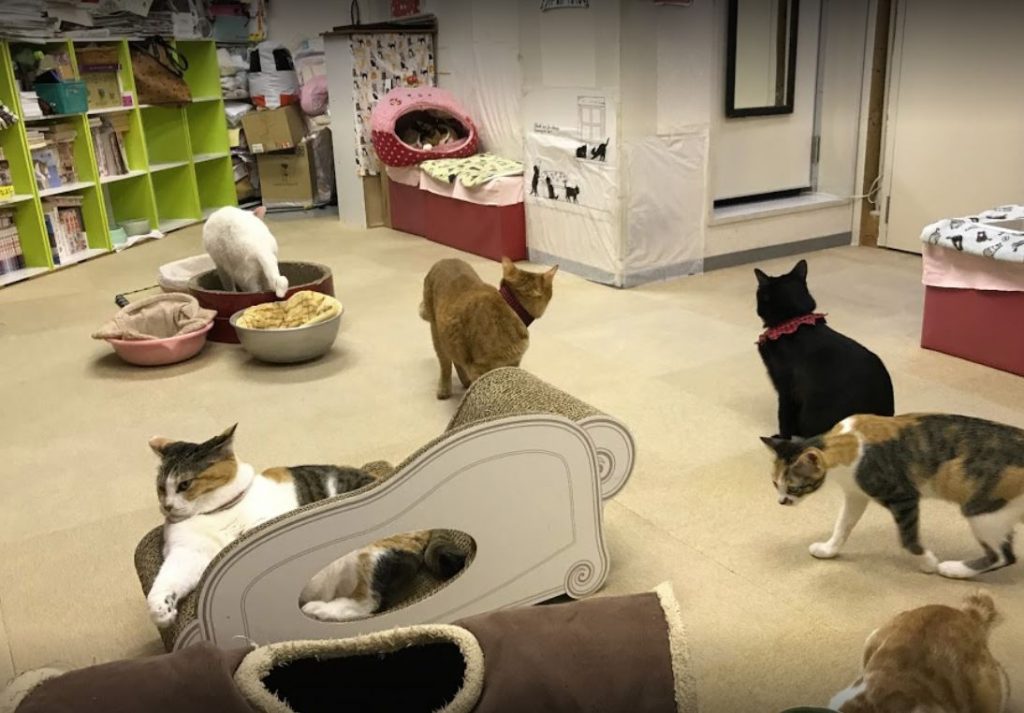 neko cafe japon