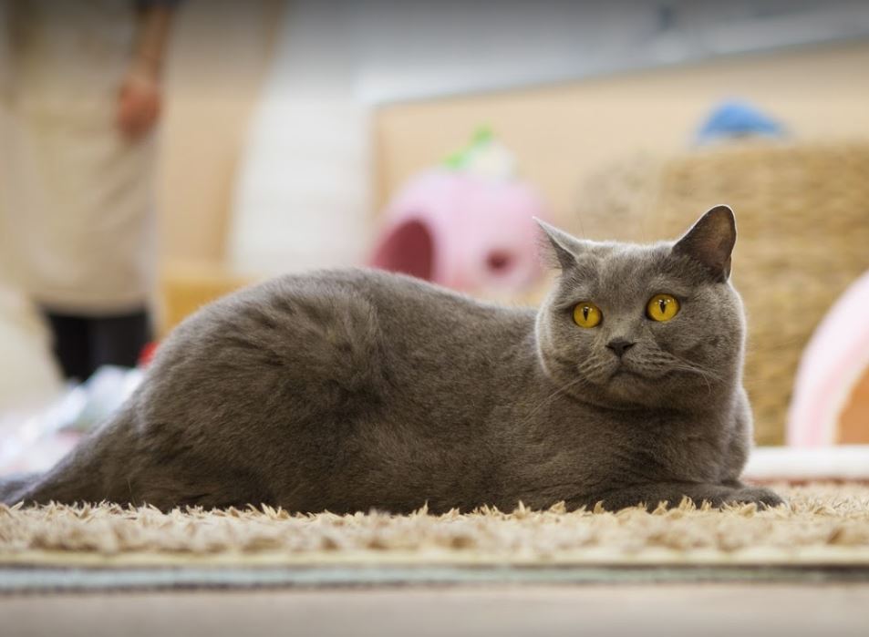 razas de gatos japoneses