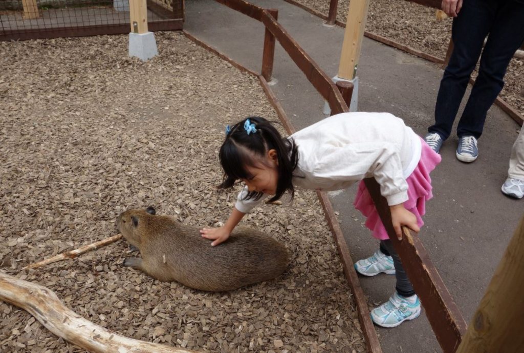 tocar a los animales en fuji safari park