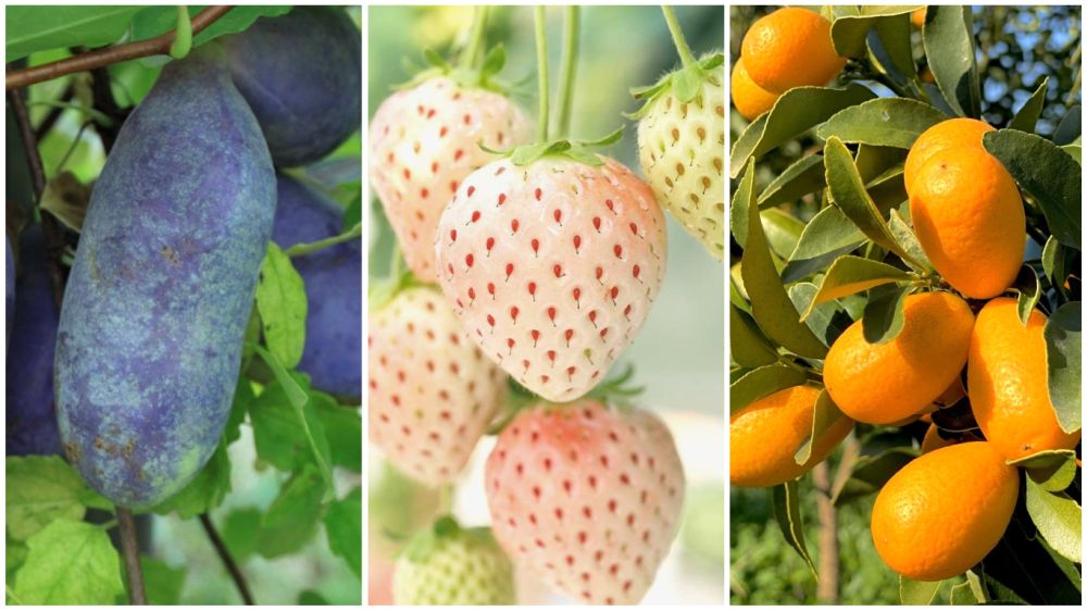 frutas exoticas japonesas - japon alternativo