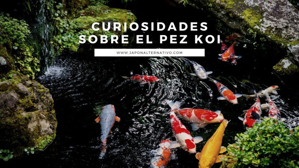 curiosidades sobre el pez koi