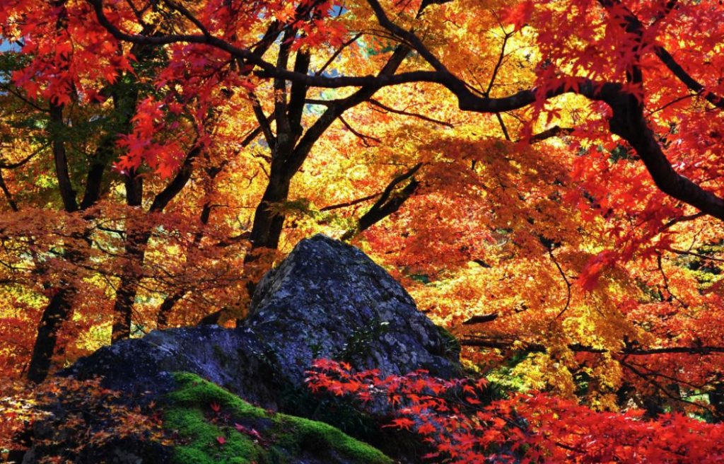 Día del Equinoccio de Otoño Día del Equinoccio de Otoño