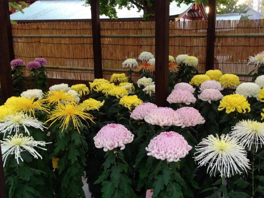 crisantemo flor nacional de japon crisantemo flor nacional de japon