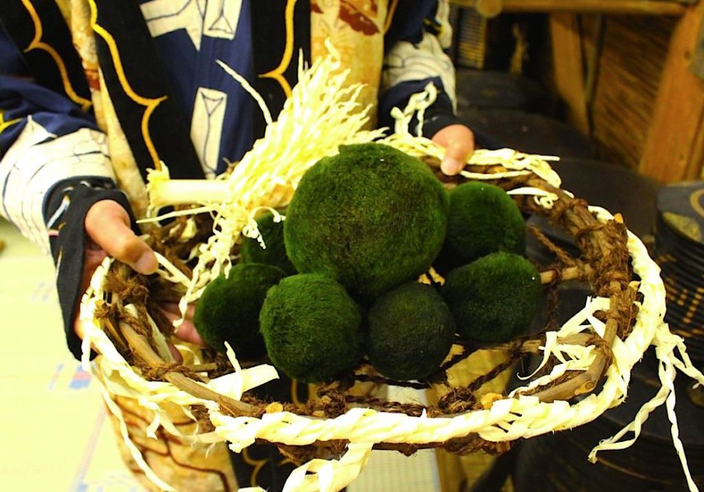 algas japonesas Marimo Matsuri algas japonesas Marimo Matsuri