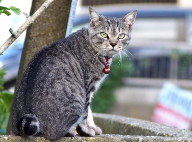 12 Razas de Gatos Japoneses y Asiáticos 【Famosas】 ⛩️