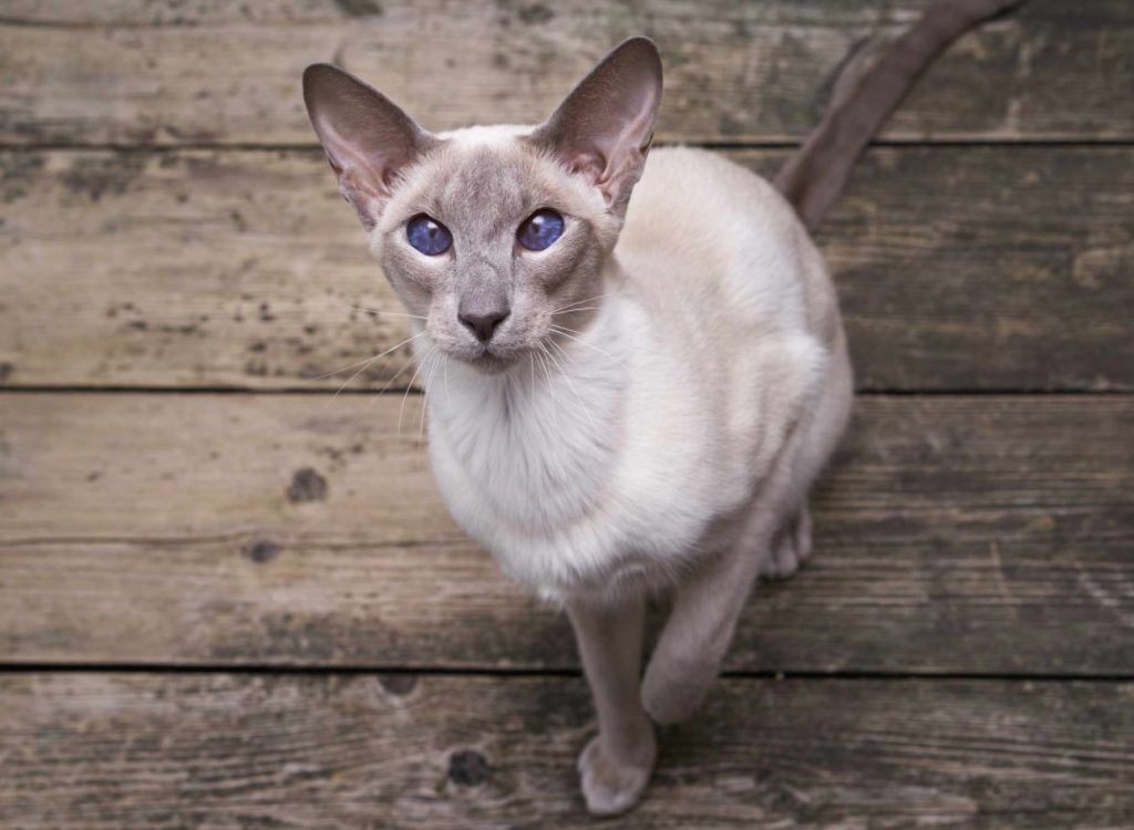gato oriental de pelo corto blanco
