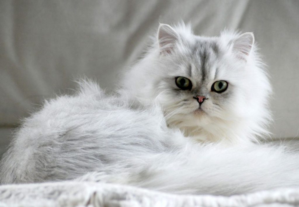 gatos persas asiatico fotos reales