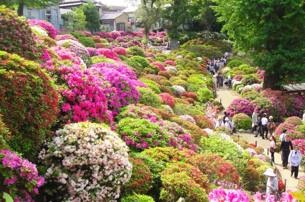 jardines japoneses famosos azaleas