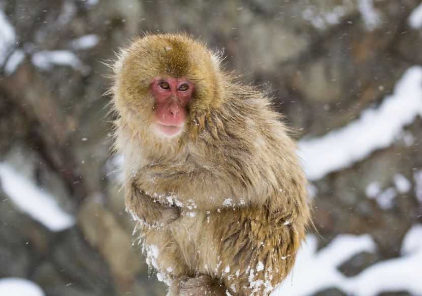 macaco japonés donde viven