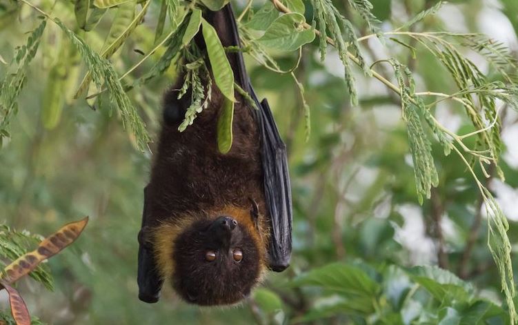 murciélagos mas grandes del mundo