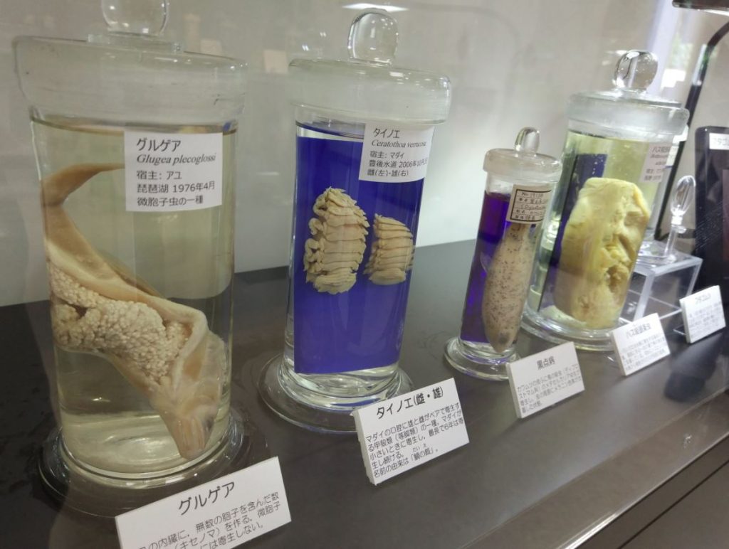 museo de parasitos japon
